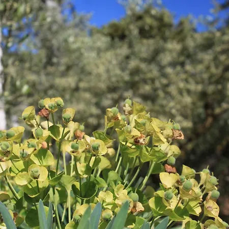 Apartamento Karkavac - Scedro 8801d *