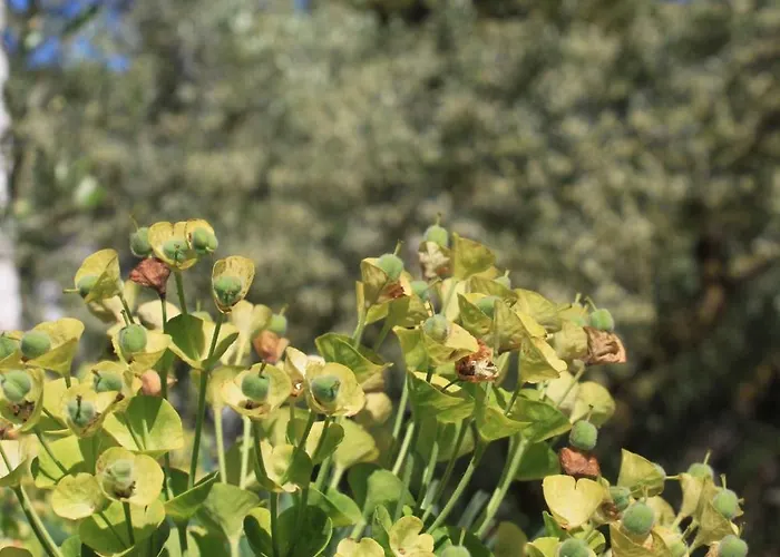 Apartment Karkavac - Scedro 8801d *